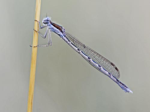 Réf. 265 861 : Sympecma fusca